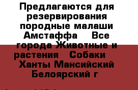 Предлагаются для резервирования породные малаши Амстаффа  - Все города Животные и растения » Собаки   . Ханты-Мансийский,Белоярский г.